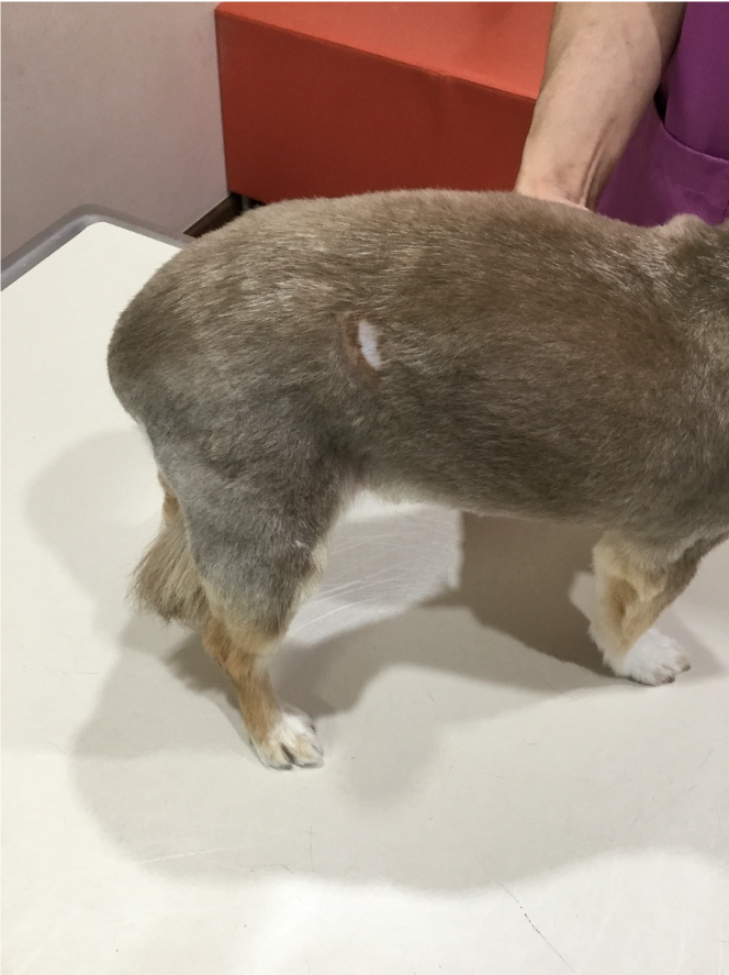 体幹に発生した大きな腫瘤病変