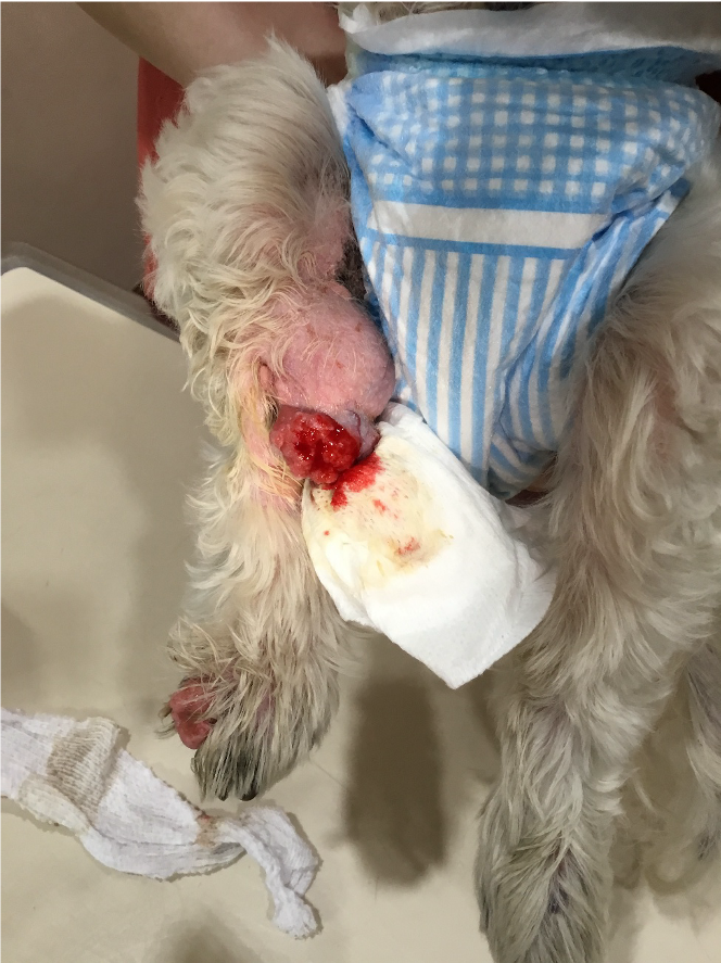 シーズー 内股に発生した腫瘤（感染/出血/疼痛あり）